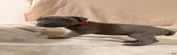 Cane Corso dogs for sale: Red - Ad 2