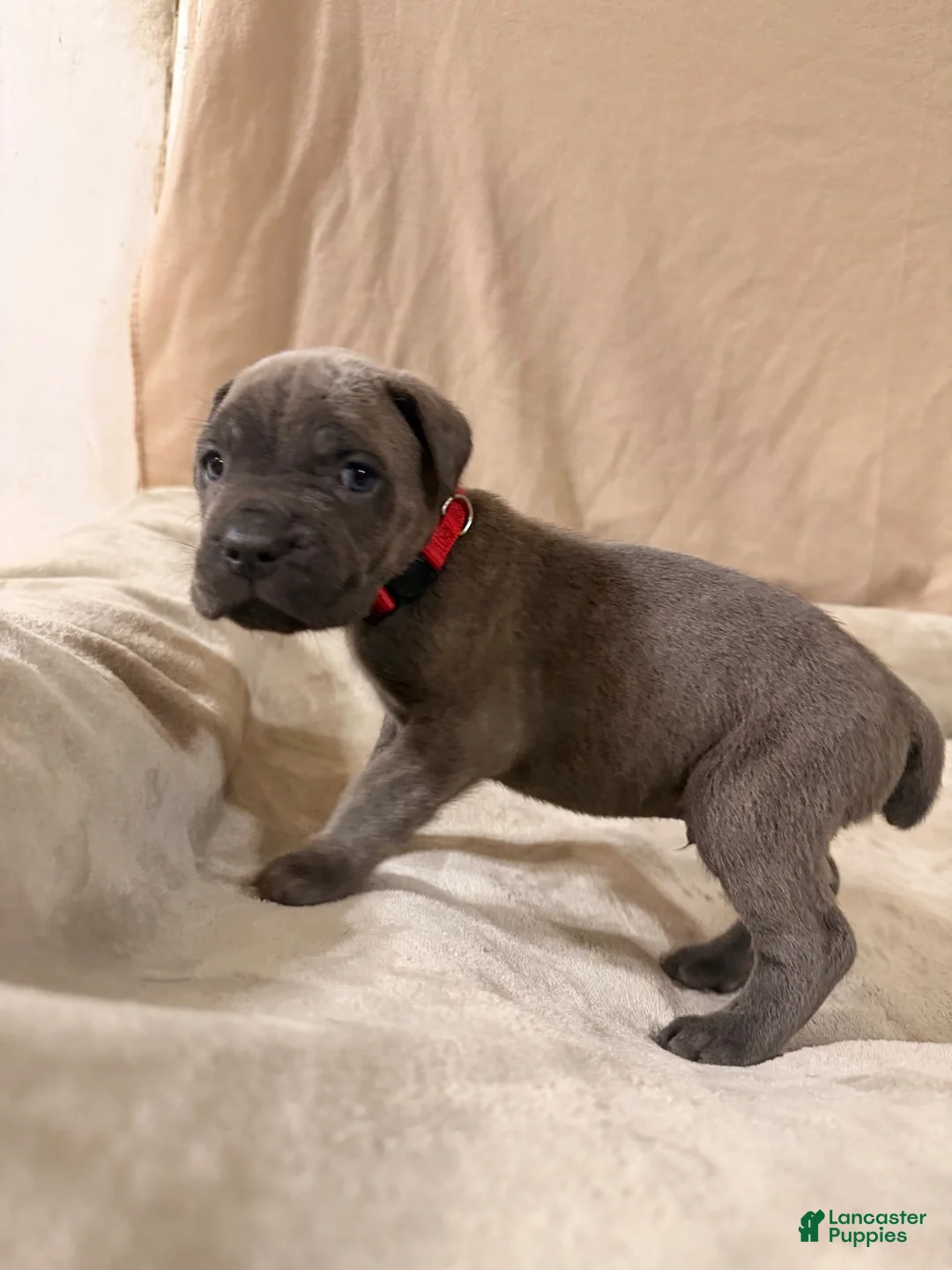 Cane Corso dogs for sale: Red - Ad 2