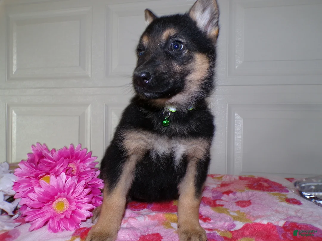 German Shepherd dogs for sale: German Shepherd Puppy 1 Lindsay - Ad 2