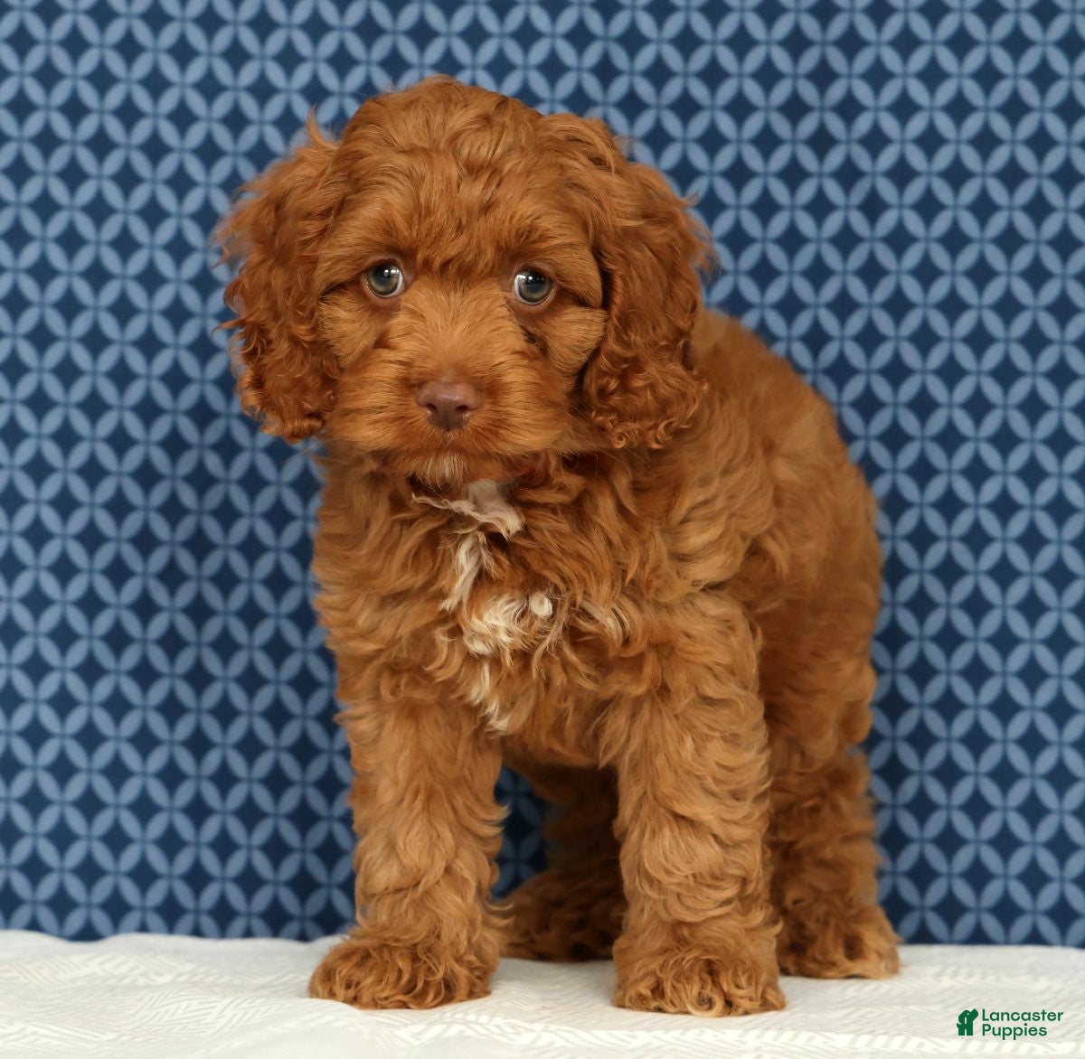 Cockapoo dogs Barney - Ad 1