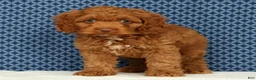 Cockapoo dogs for sale: Barney - Ad 1