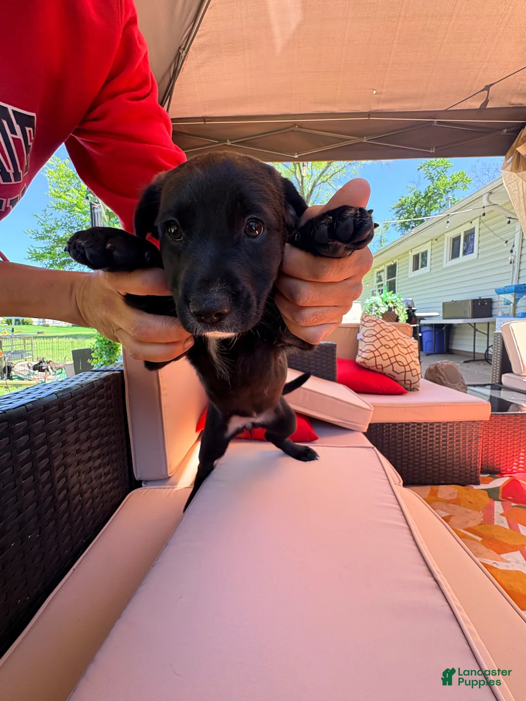 Mixed Breed dogs for sale: Puppy 6-Female - Ad 2