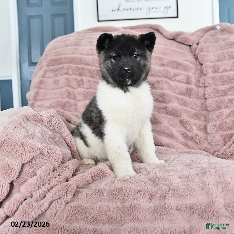 Akita dogs Falcon - Ad 1