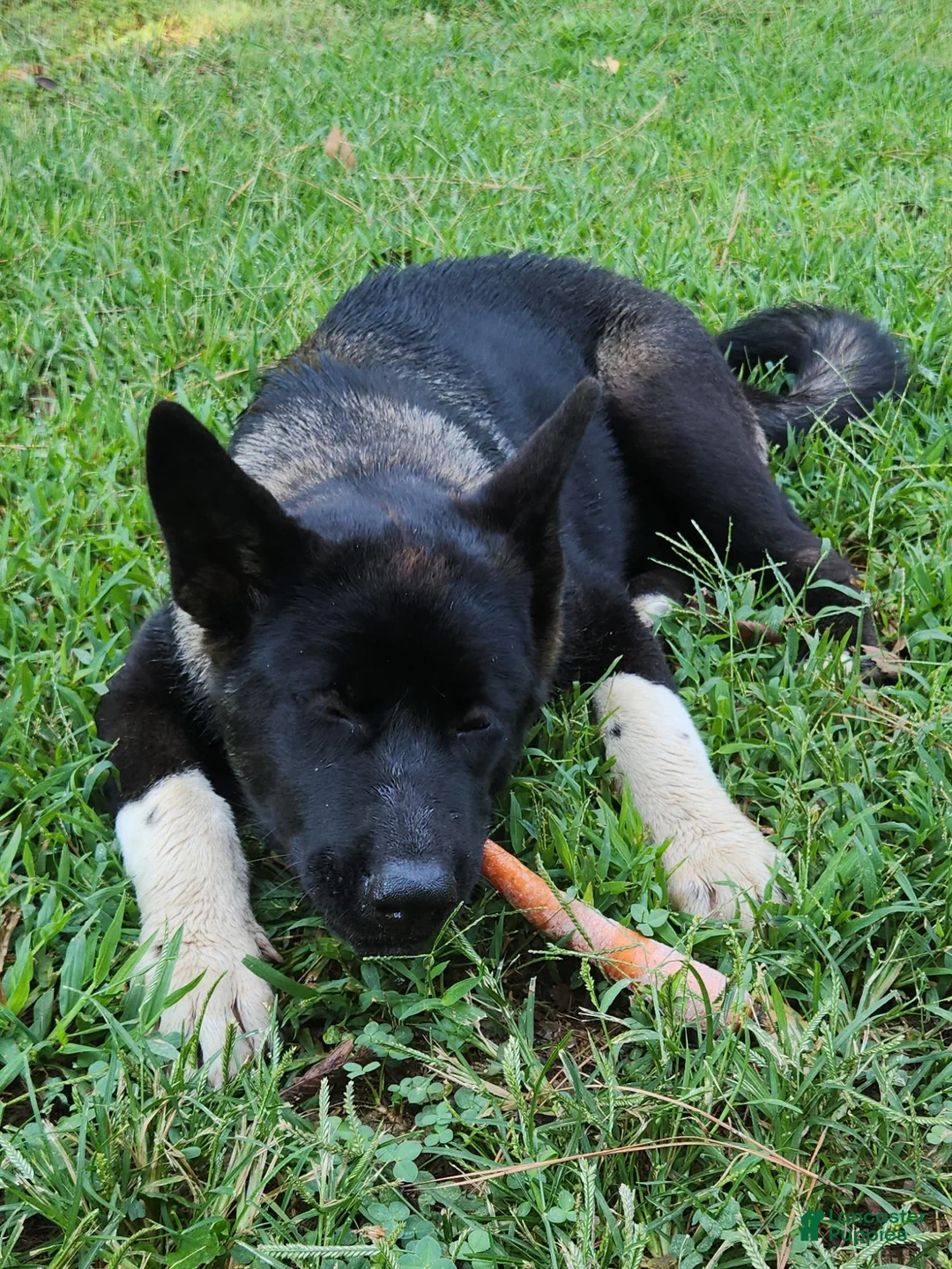 Akita dogs for sale: Akita 2 - Ad 2