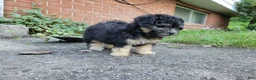 Bichpoo dogs for sale: Ember  - Ad 6