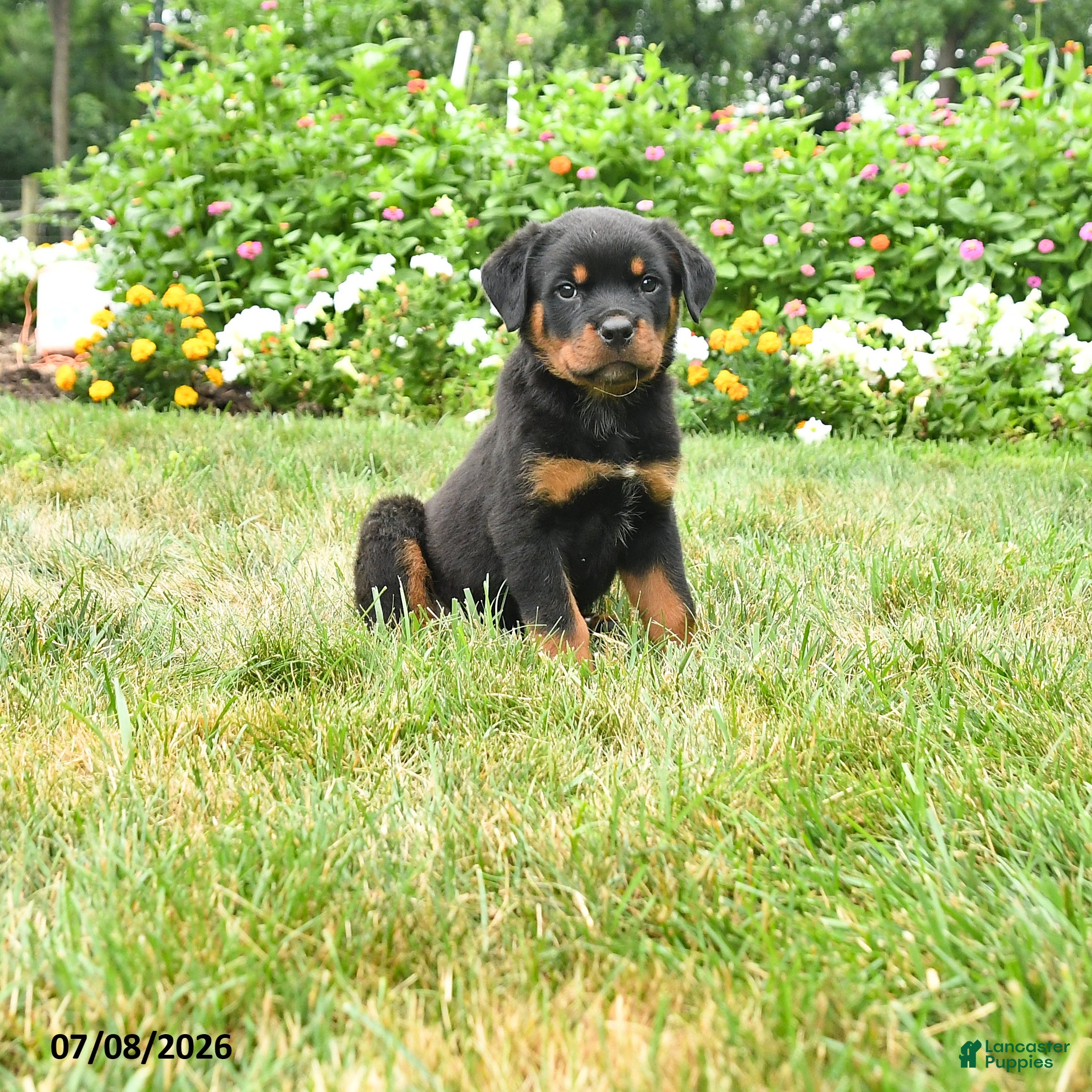 Rottweiler dogs Kiara - Ad 1