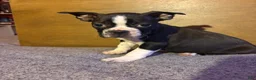 Boston Terrier dogs for sale: Henry - Ad 1