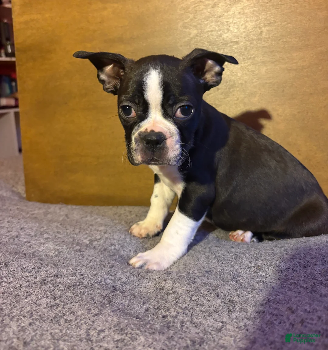 Boston Terrier dogs for sale: Henry - Ad 1