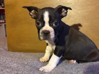 Boston Terrier dogs Henry - Ad 4