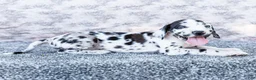 Great Dane dogs for sale: Blaine - Ad 6
