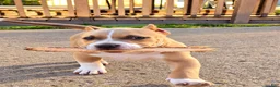 American Bully dogs for sale: 9x Kennels Björn Ironside Aka Cubb  - Ad 26