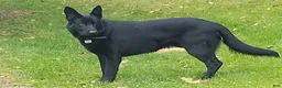 German Shepherd dogs for sale: Beyonce - Ad 8