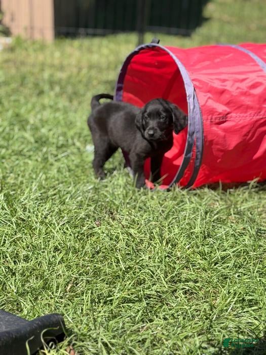 Labrador Retriever dogs Liko - Ad 8