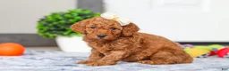 Mini Goldendoodle dogs for sale: Macy - Ad 1