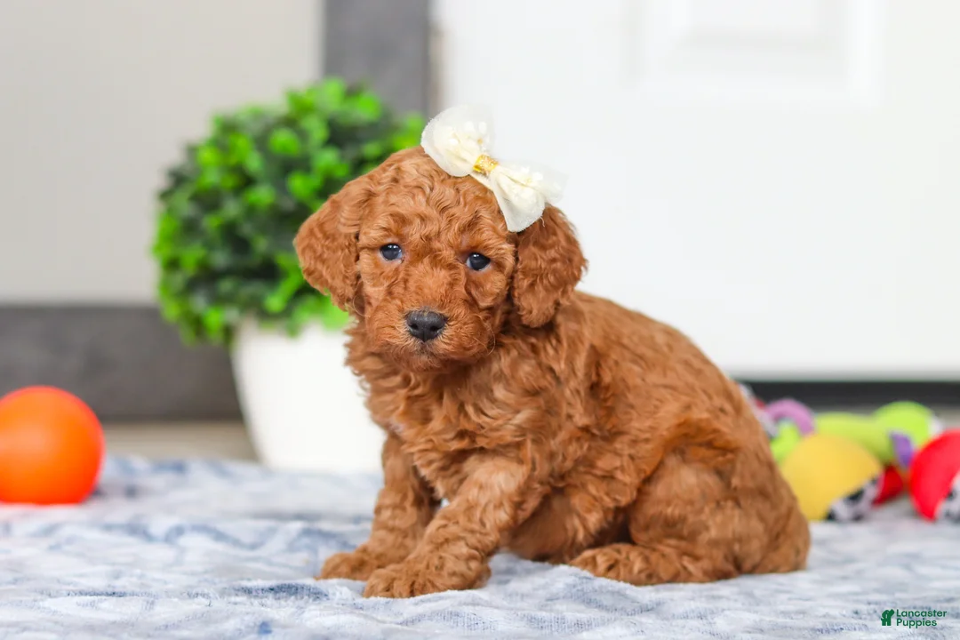 Mini Goldendoodle dogs for sale: Macy - Ad 1