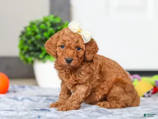 Mini Goldendoodle dogs Macy - Ad 38