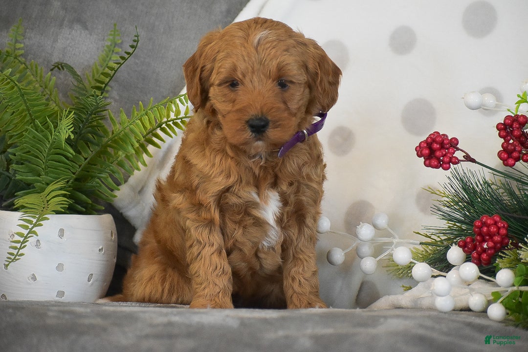Mini Goldendoodle dogs for sale: Rachel - Ad 11