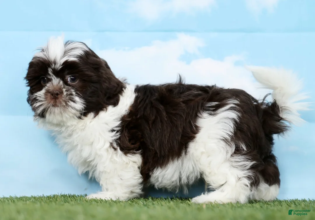 Shih Tzu dogs for sale: Salem - Ad 5