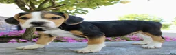 Beabull dogs for sale: Toby - Ad 6