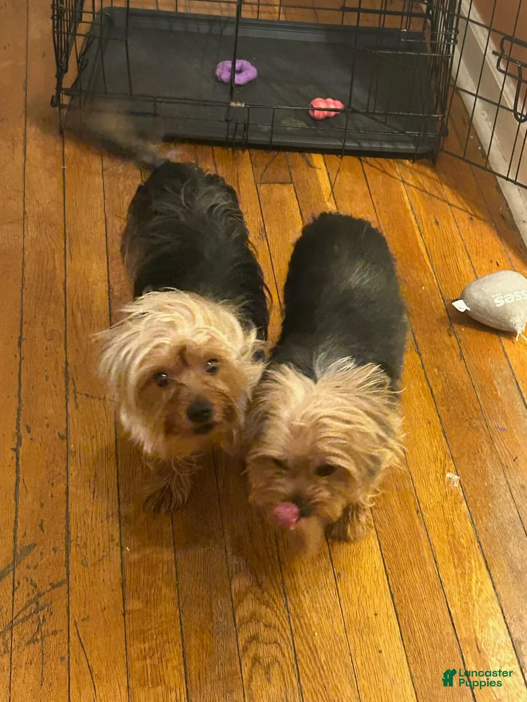Yorkshire Terrier dogs for sale: Rue - Ad 2