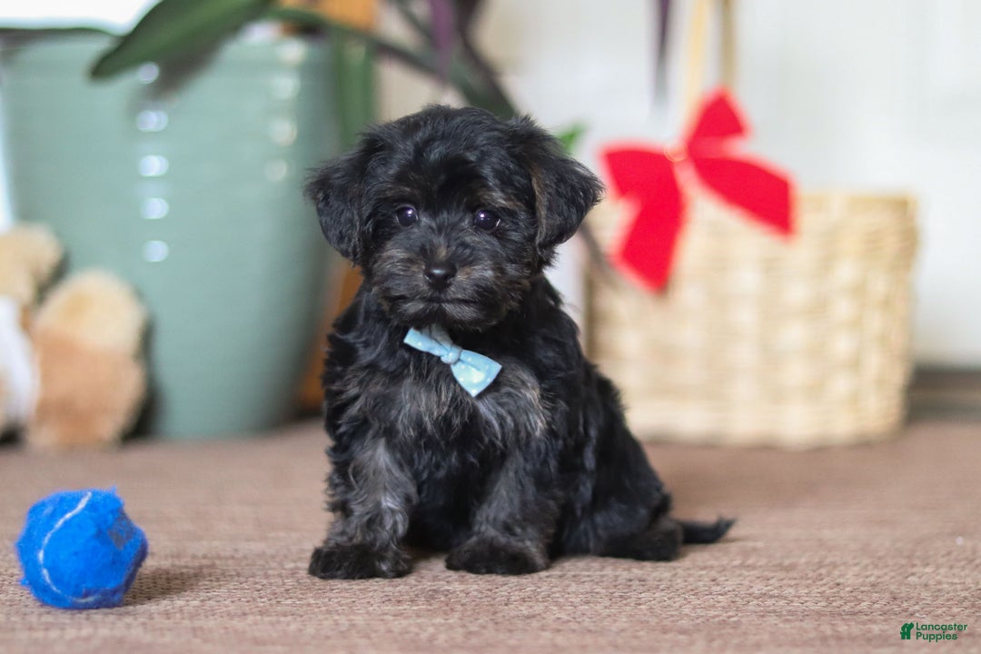 Yorkiepoo dogs for sale: Jason - Ad 2