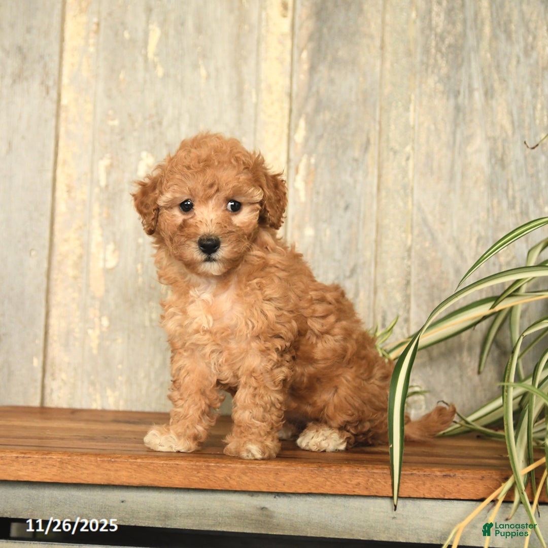 Maltipoo dogs for sale: Lily - Ad 2