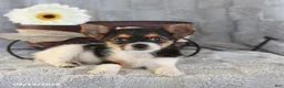 Yorkshire Terrier dogs for sale: Candy Teacup - Ad 4