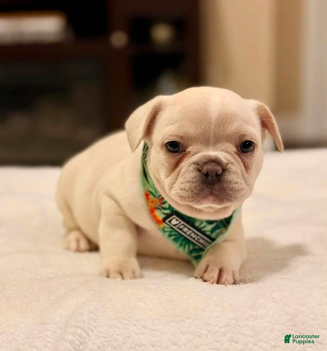 French Bulldog dogs for sale: 3 - Lilac Cream Male - Ad 2