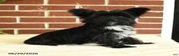 Yorkshire Terrier dogs for sale: Stella - Ad 4