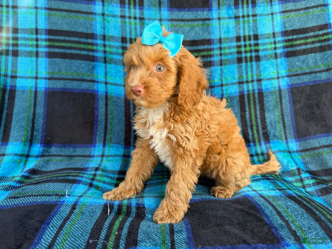 Cockapoo dogs for sale: Trixie - Ad 9