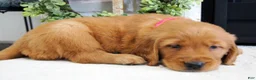 Golden Retriever dogs for sale: Sadie - Ad 4