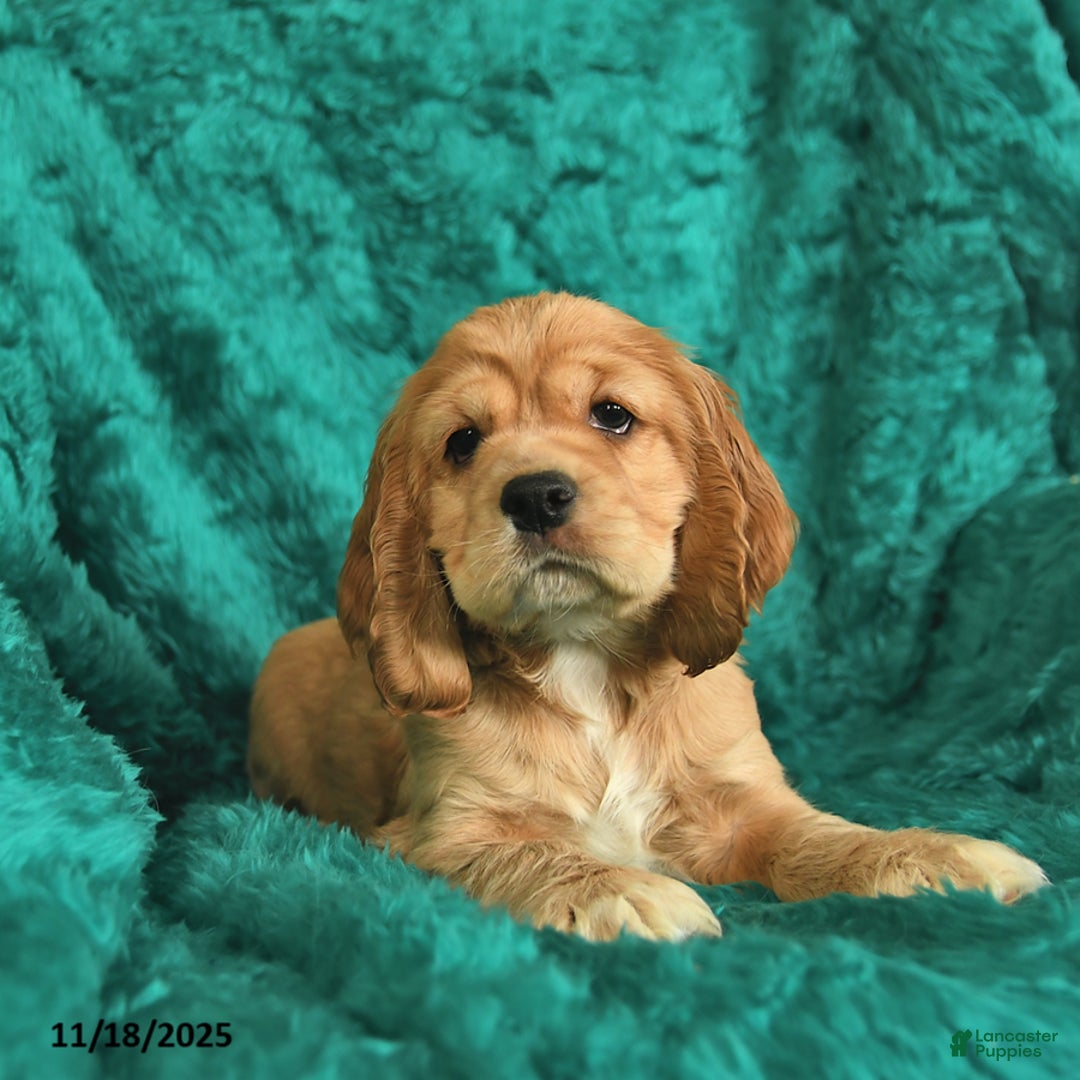 Cocker Spaniel dogs for sale: Allan  - Ad 4
