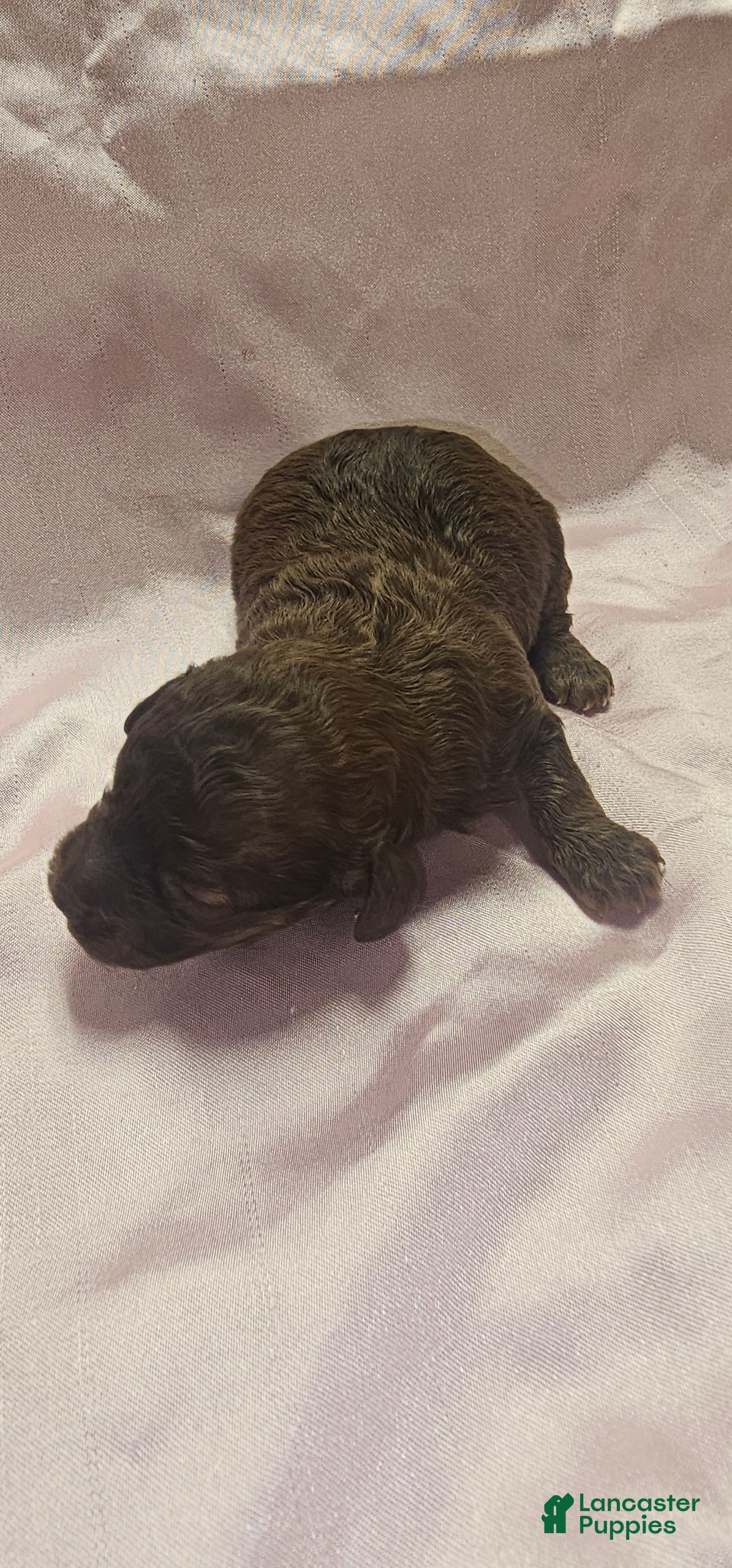 Toy Poodle dogs Toy Poodle Puppy 2 - Ad 15