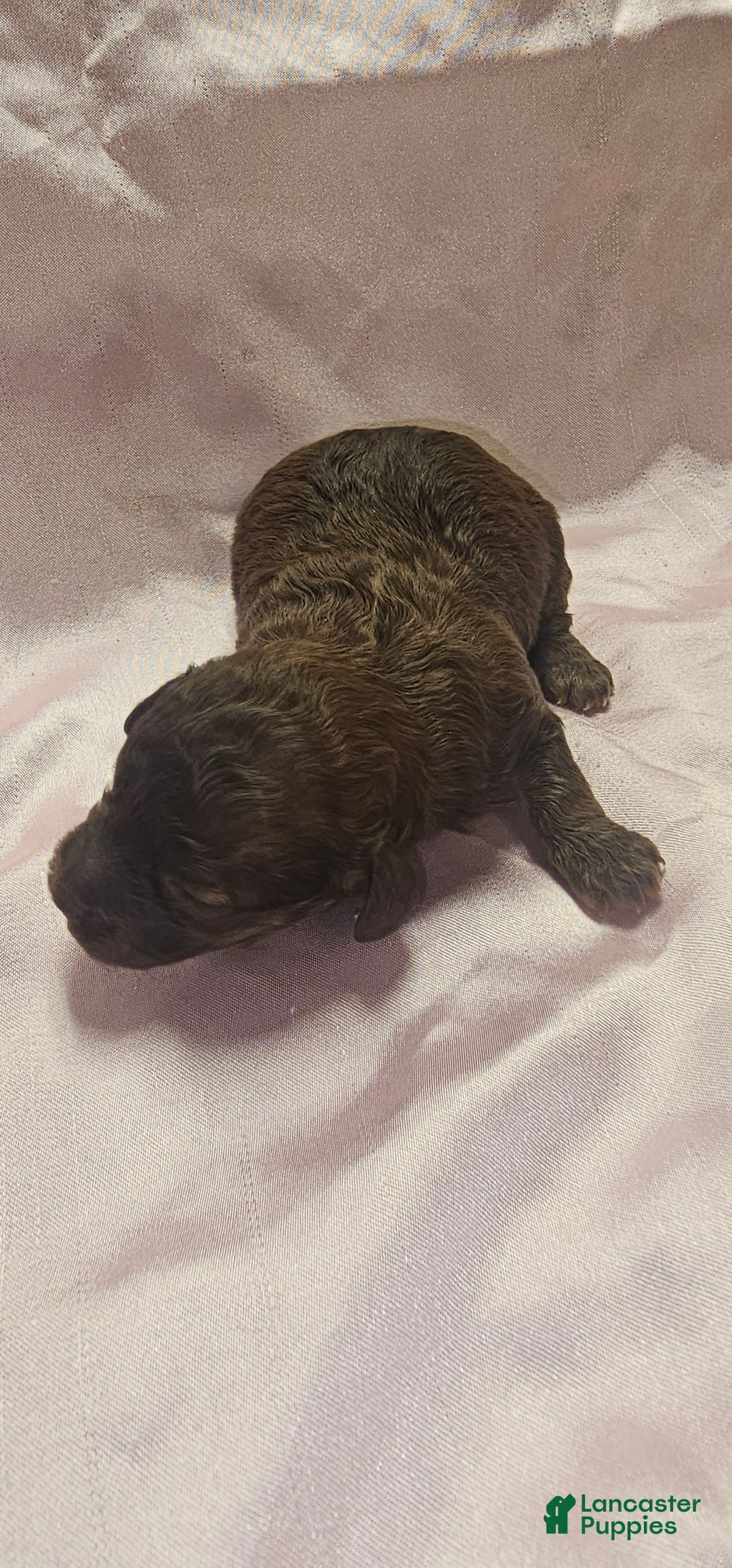 Toy Poodle dogs for sale: Toy Poodle Puppy 2 - Ad 1