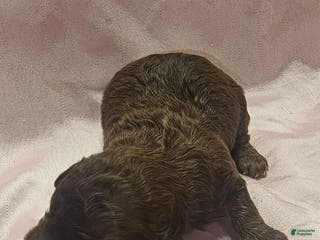 Toy Poodle dogs Toy Poodle Puppy 2 - Ad 18