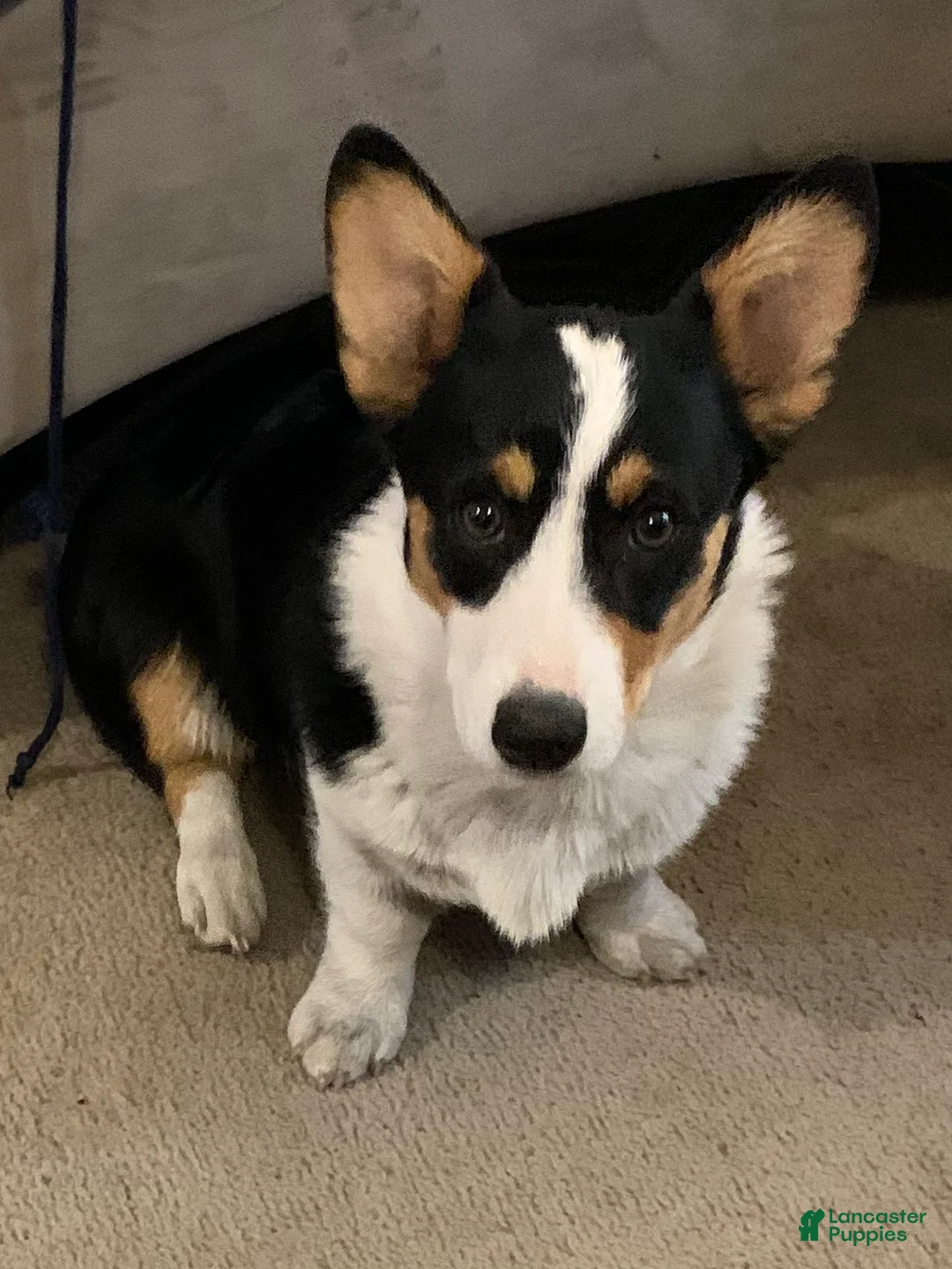 Welsh Corgi Pembroke dogs for sale: Welsh Corgi Pembroke Puppy 1 - Ad 5
