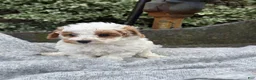 Toy Poodle dogs for sale: Chewy - Ad 5