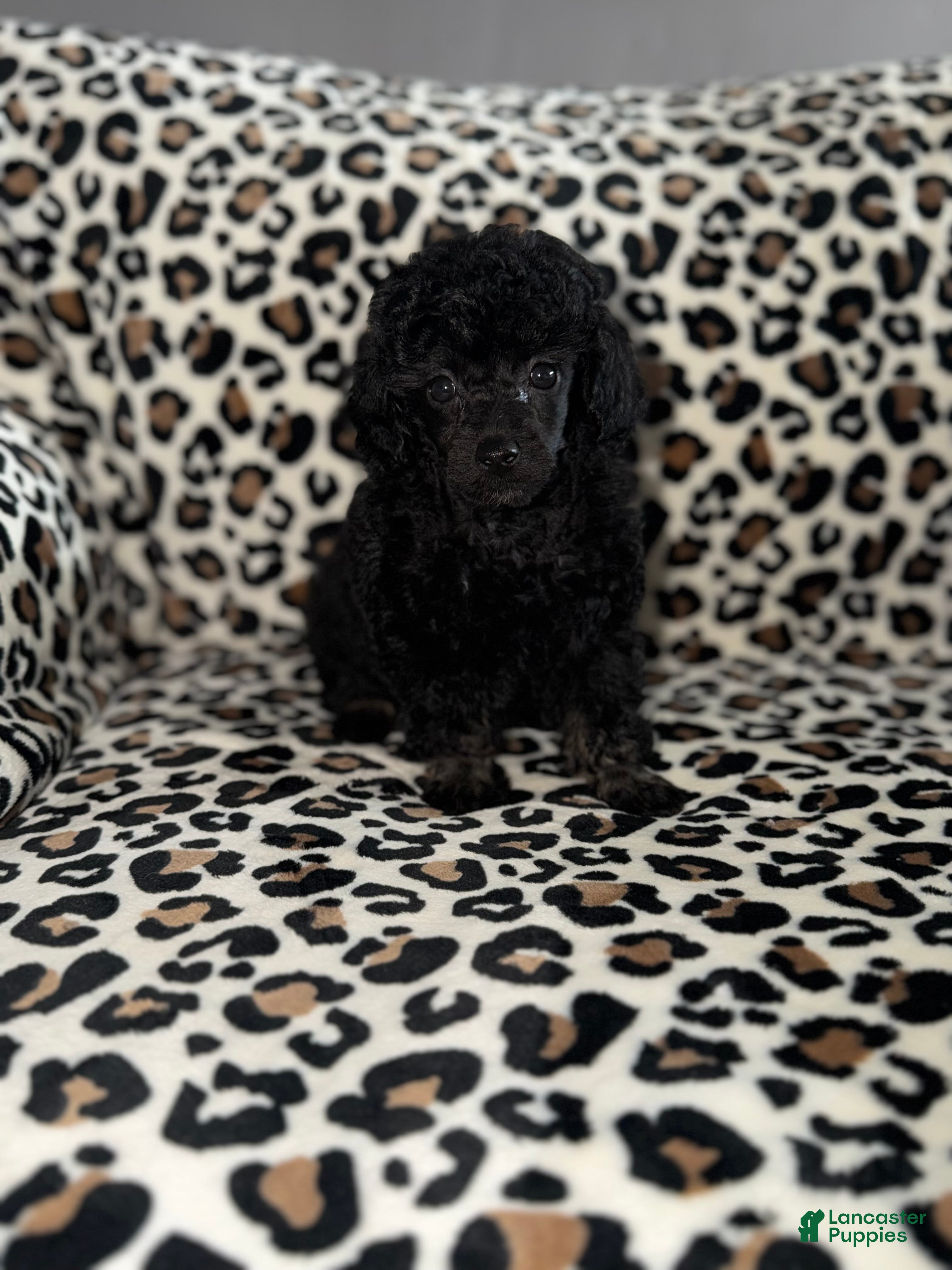 Toy Poodle dogs Gigi - Ad 2