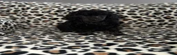Toy Poodle dogs for sale: Gigi - Ad 2