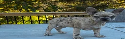 French Bulldog dogs for sale: Armani aka chubs - Ad 6