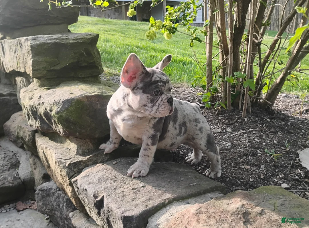 French Bulldog dogs for sale: Jupiter - Ad 2
