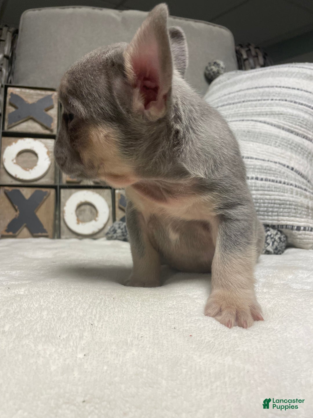 French Bulldog dogs for sale: French Bulldog Puppy 2 - Ad 6