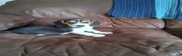 Beagle dogs for sale: Little man - Ad 4