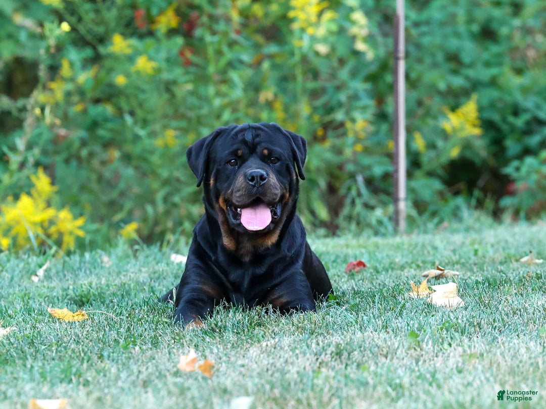 Rottweiler dogs for sale: Serena / Mocha – Santos Ad-Dirah - Ad 10