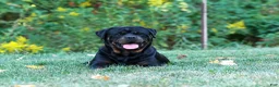 Rottweiler dogs for sale: Tara/ Mocha – Santos Ad-Dirah - Ad 29