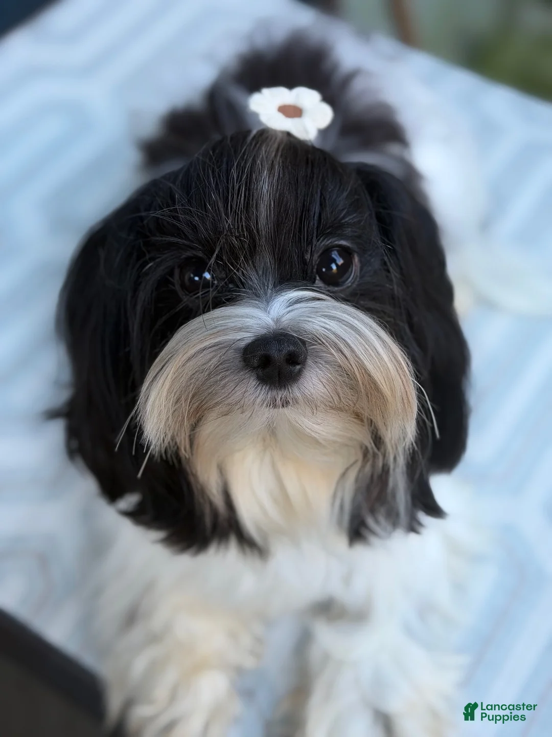 Morkie dogs for sale: Arlo - Ad 7