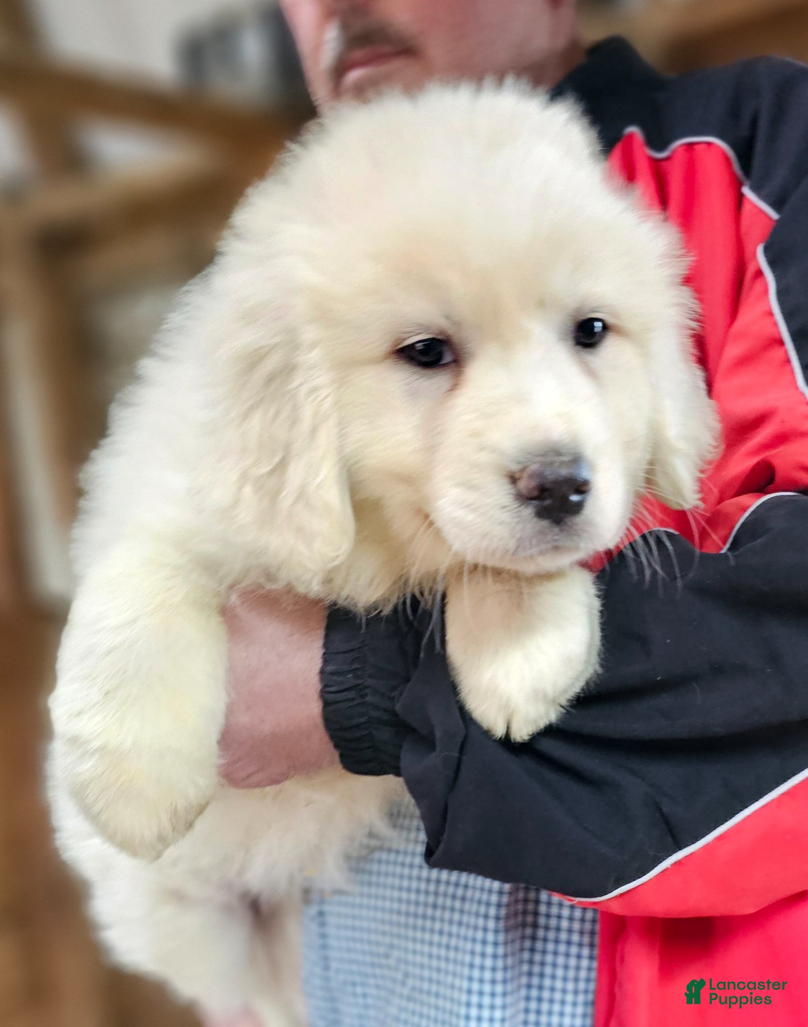 Great Pyrenees dogs Great Pyrenees Puppy 2 - Ad 1