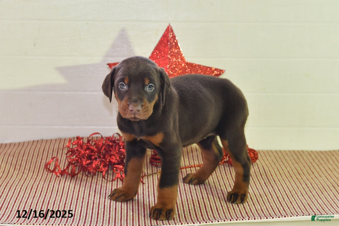 Doberman Pinscher dogs for sale: Sparkle - Ad 4