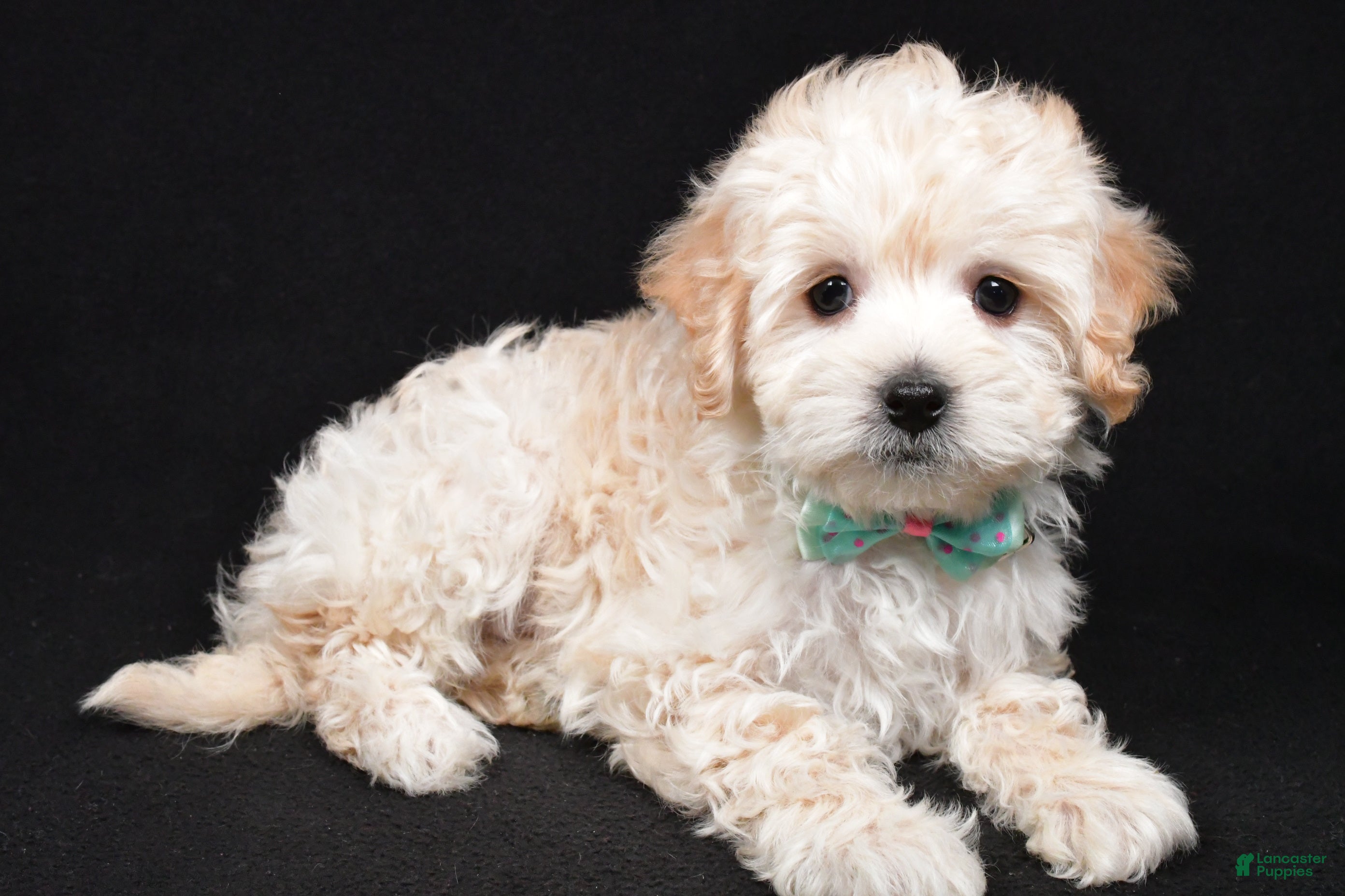 Maltipoo dogs Jack - Ad 17
