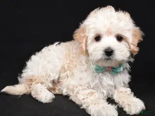 Maltipoo dogs Jack - Ad 2
